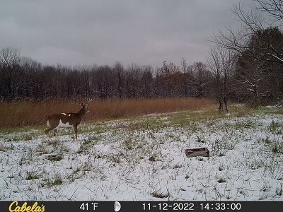 piebald whitetail trailcam pic of deer in the snow