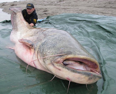 man with giant wels catfish