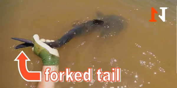 blue catfish forked tail