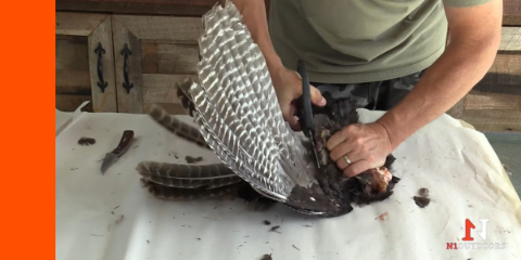 how to remove turkey feathers for wingbone call