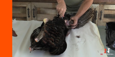 removing turkey wing for wingbone call