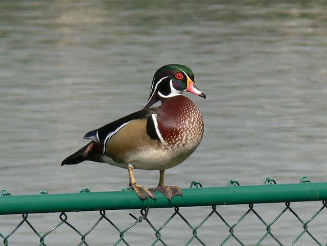 wood duck perching on fence