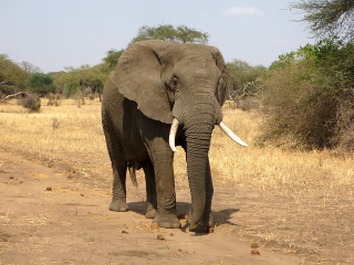 elephant walking dirt road