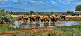 elephants at water hole