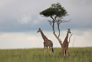 giraffes on prairie