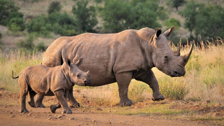 rhino and baby
