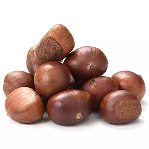 Chinese Chestnut Tree - Live Plant in a 3 Gallon Pot - 3-4 Feet Tall - Castanea Mollissima - Edible Fruit Tree