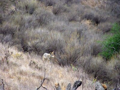 coyote on side of a hill