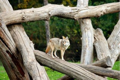 coyote on dead tree