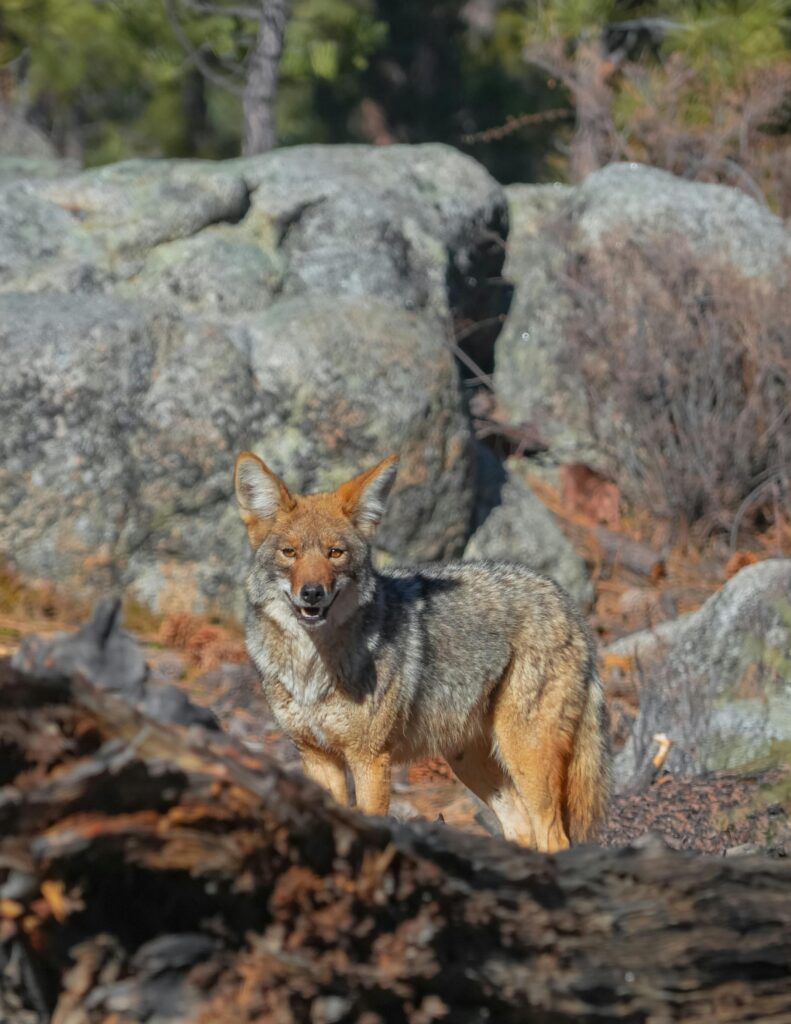 coyote in rocky terrain