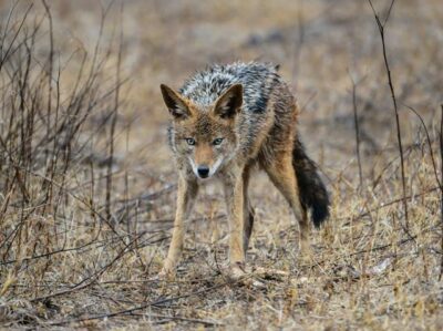 coyote prowling
