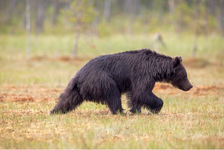 black bear running