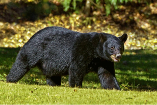 black bear walking