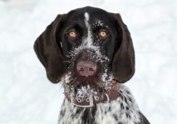 dog with snow on its snout