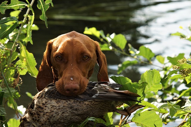 hunting dog with bird in its mouth