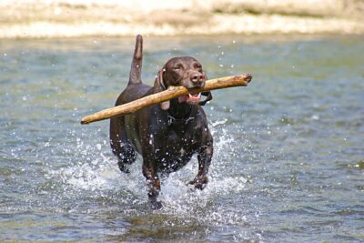 dog retrieving a stick