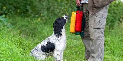 hunting dog sitting at feet of trainer