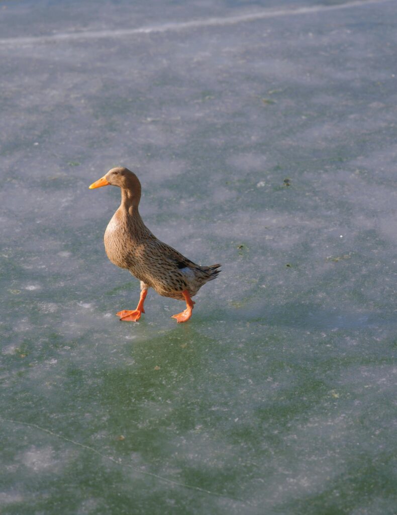 duck walking on ice