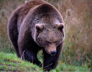 grizzly bear walking