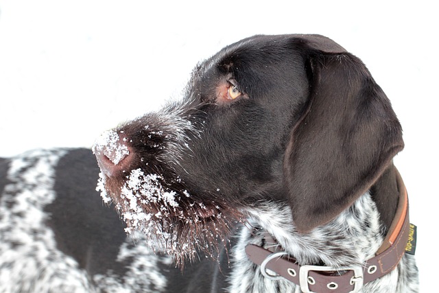 hunting dog with snow on nose