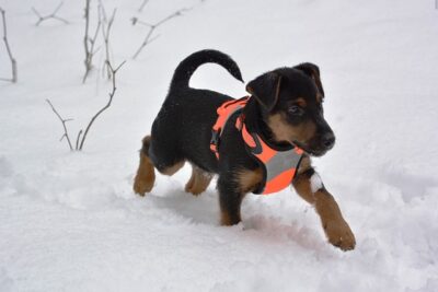 puppy with hunters orange vest on