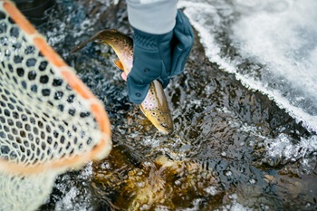 winter trout in hand