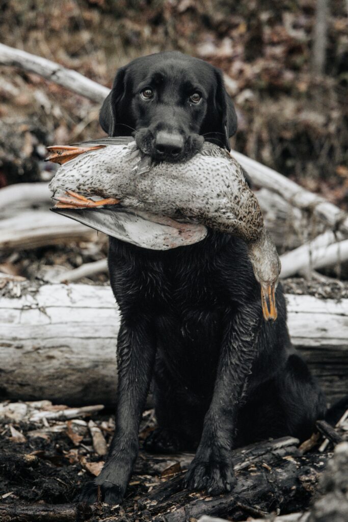 black lab with duck in mouth