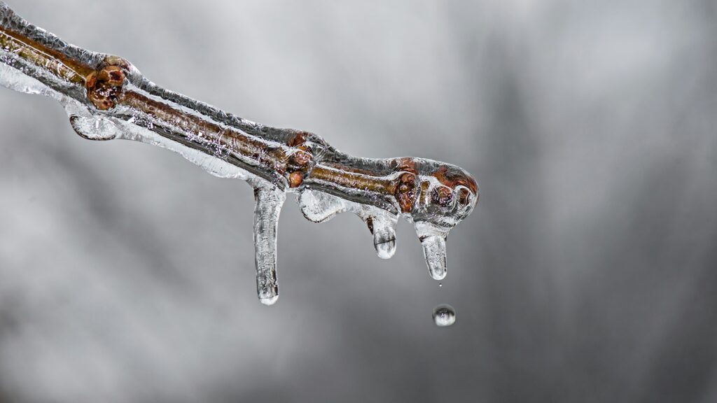 frozen water drip on branch