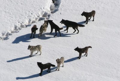 pack of wolves in snow