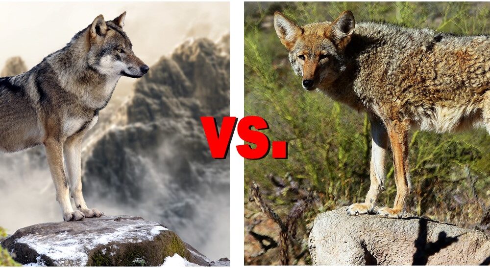 wolves vs coyotes