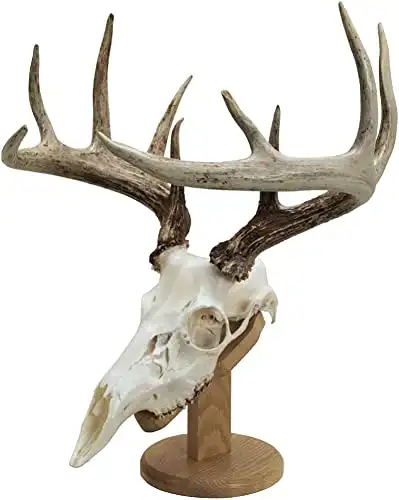 Walnut Hollow Country Solid Wood Skull Display & Mount Kit for Wall or Table Display in Oak , Brown