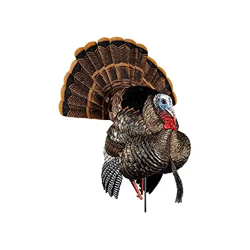 AVIAN-X HDR Strutter Turkey Decoy - Rugged Durable Realistic Lifelike Dominant Body Standing Hunting Decoy with 2 Removable Heads & Wings, Beard, Adjustable Tail Fan, Mounting Stake & Carry Ba...