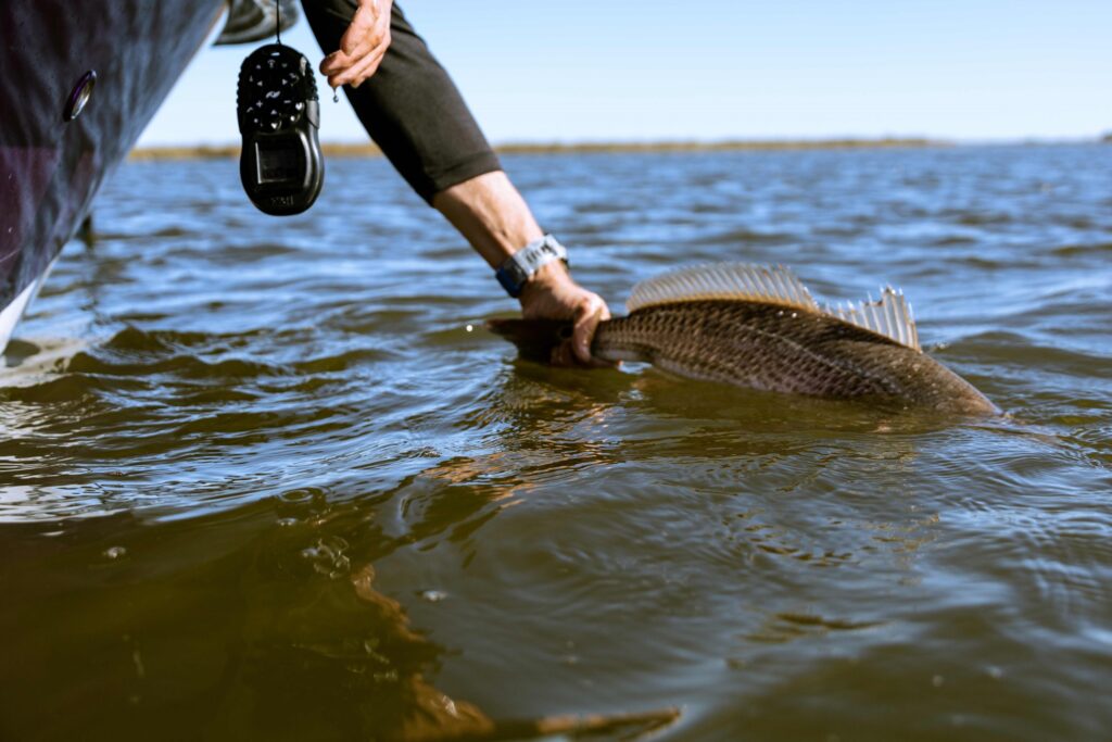 barramundi fishing