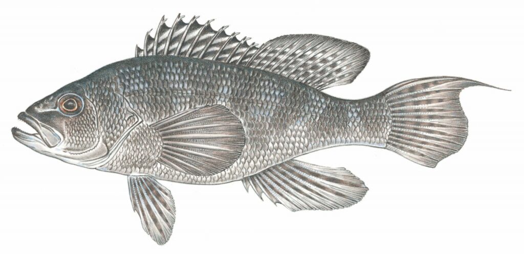 black sea bass