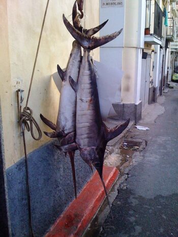 hanging swordfish