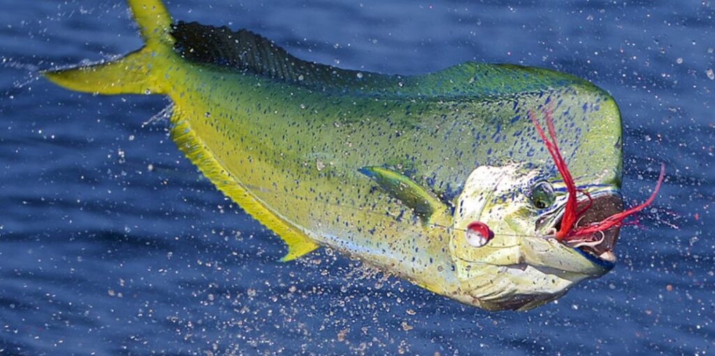 mahi mahi jumping with lure in mouth