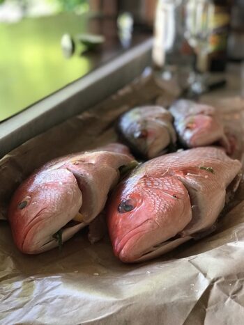 red snapper on paper