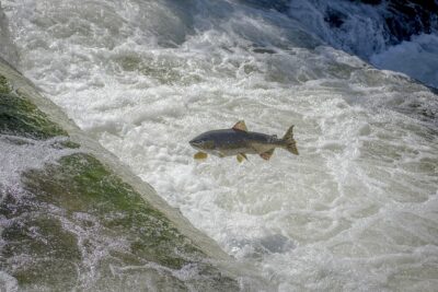 salmon jumping