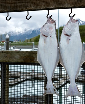 two halibut hanging