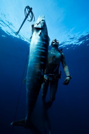 wahoo and diver