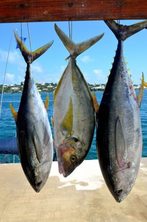 yellowfin tuna hanging