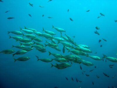 School of fish in ocean