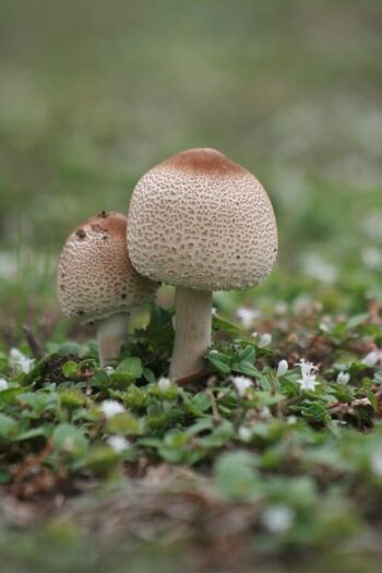 mushrooms foraging