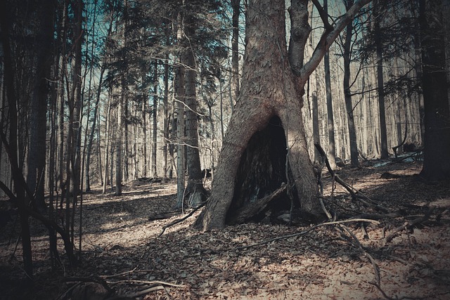 shelter inside tree