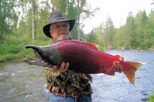 SOCKEYE SALMON