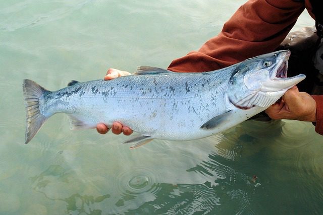 sockeye salmon in hand