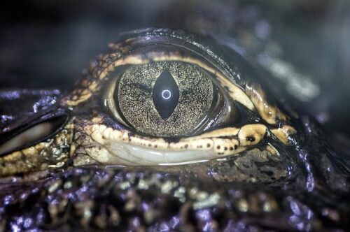 alligator eye