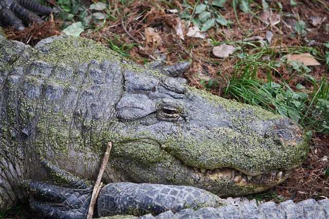 alligator head 2