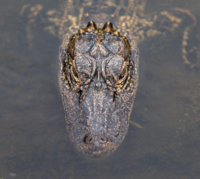 alligator head