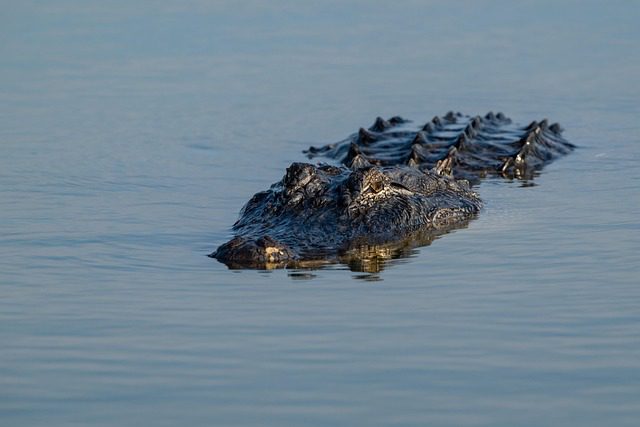 alligator on surface of water
